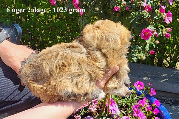 Knud bichon havanese hvalp hundehvalp bichon havanais hvalpe hundehvalpe