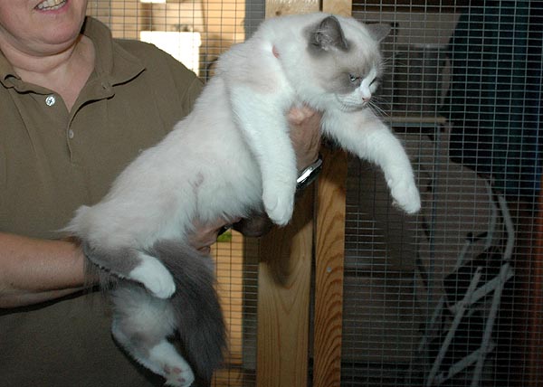 Kris Ragdoll killing kattekilling Ragdol killinger kattekillinger