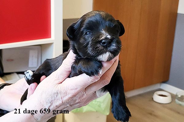 Kurt bichon havanese hvalp hundehvalp bichon havanais hvalpe hundehvalpe