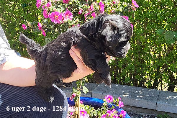Kurt bichon havanese hvalp hundehvalp bichon havanais hvalpe hundehvalpe