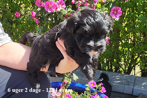 Kurt bichon havanese hvalp hundehvalp bichon havanais hvalpe hundehvalpe