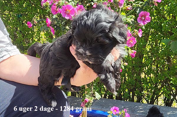 Kurt bichon havanese hvalp hundehvalp bichon havanais hvalpe hundehvalpe