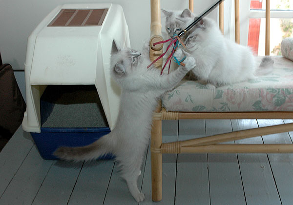 Lady Ragdoll killing kattekilling Ragdol killinger kattekillinger