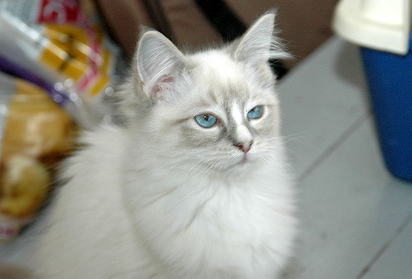 Lady Ragdoll killing kattekilling Ragdol killinger kattekillinger