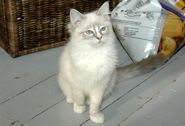 Lady Ragdoll killing kattekilling Ragdol killinger kattekillinger