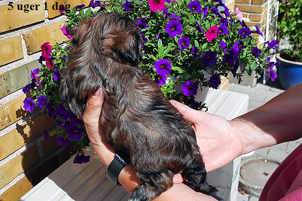 Laura bichon havanese hvalp hundehvalp bichon havanais hvalpe hundehvalpe