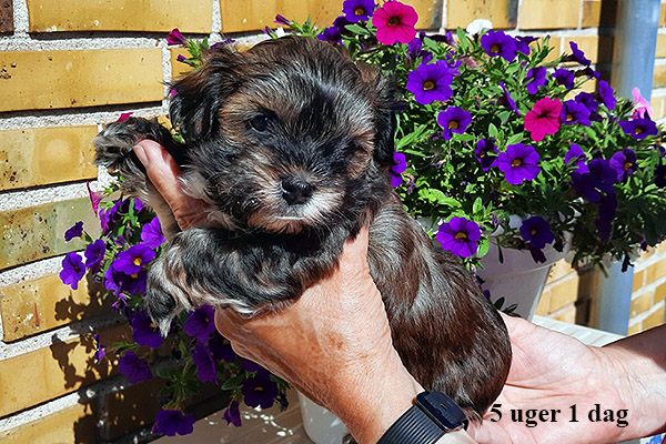 Laura bichon havanese hvalp hundehvalp bichon havanais hvalpe hundehvalpe