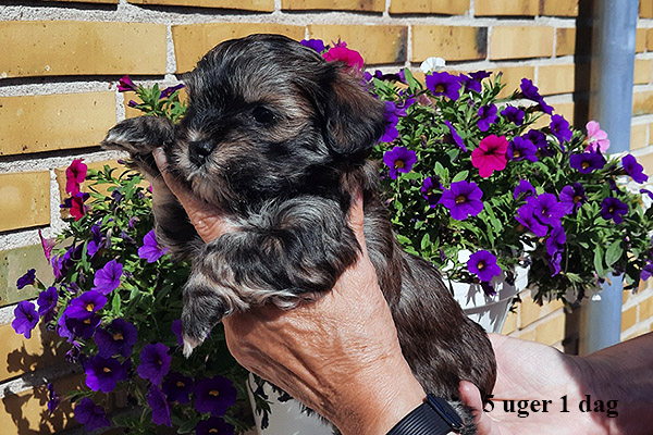 Laura bichon havanese hvalp hundehvalp bichon havanais hvalpe hundehvalpe