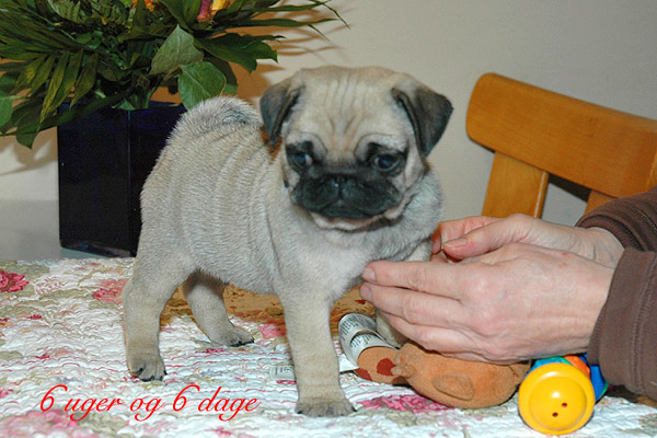 Laurits Mops hvalp hundehvalp Mopser hvalpe hundehvalpe