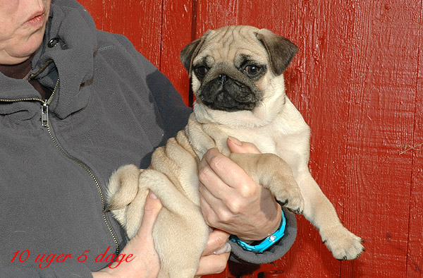 Laurits Mops hvalp hundehvalp Mopser hvalpe hundehvalpe