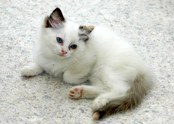 Leone Ragdoll killing kattekilling Ragdol killinger kattekillinger