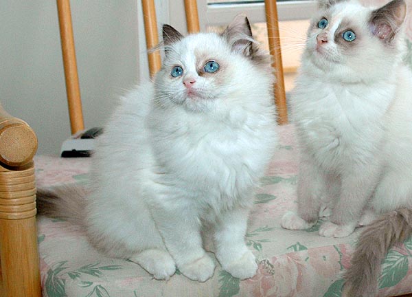 Leone Ragdoll killing kattekilling Ragdol killinger kattekillinger