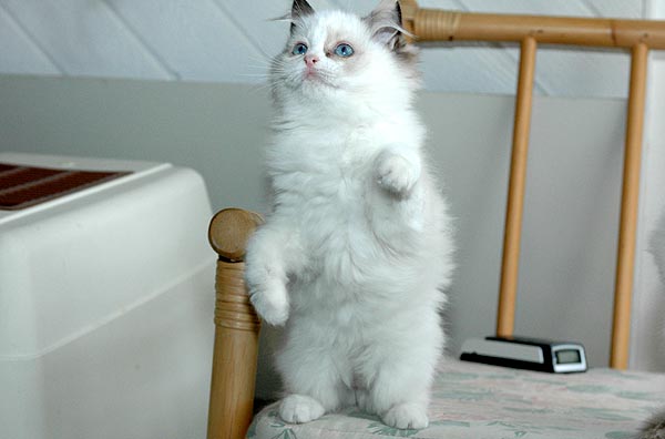 Leone Ragdoll killing kattekilling Ragdol killinger kattekillinger