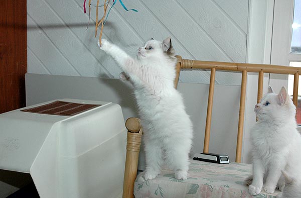 Leone Ragdoll killing kattekilling Ragdol killinger kattekillinger