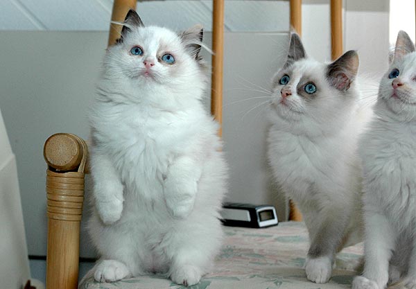 Leone Ragdoll killing kattekilling Ragdol killinger kattekillinger