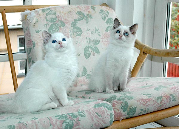 Lilja Ragdoll killing kattekilling Ragdol killinger kattekillinger