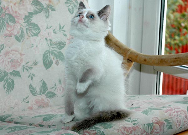 Lilja Ragdoll killing kattekilling Ragdol killinger kattekillinger
