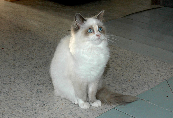 Lilja Ragdoll killing kattekilling Ragdol killinger kattekillinger