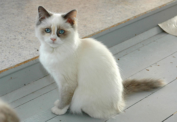 Lilja Ragdoll killing kattekilling Ragdol killinger kattekillinger