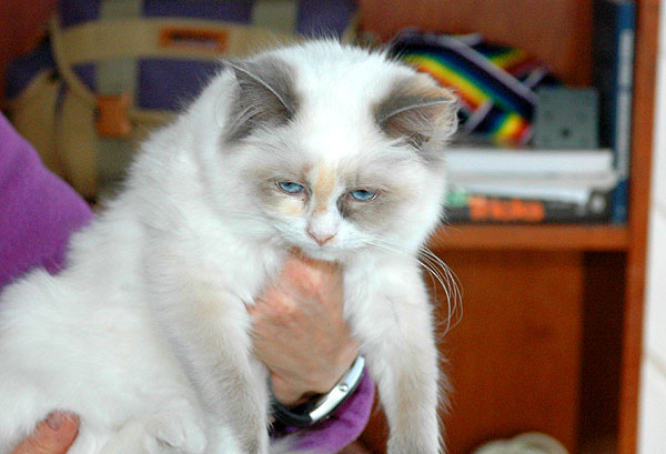 Lilja Ragdoll killing kattekilling Ragdol killinger kattekillinger