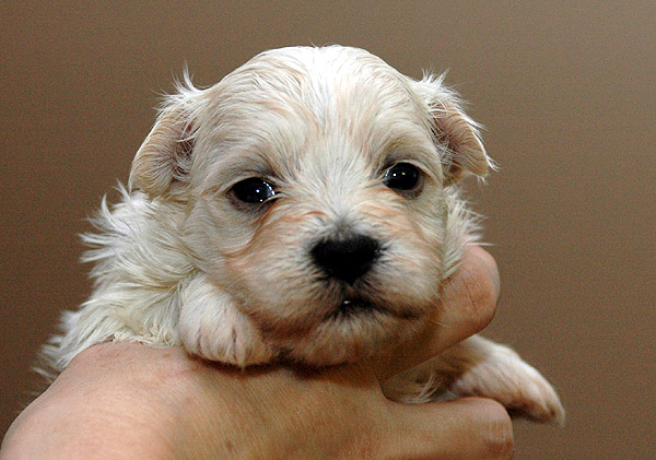 Lilje bichon havanese hvalp hundehvalp bichon havanais hvalpe hundehvalpe