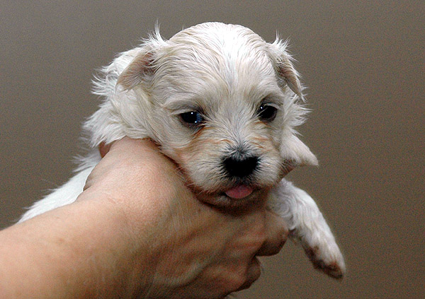 Lilje bichon havanese hvalp hundehvalp bichon havanais hvalpe hundehvalpe