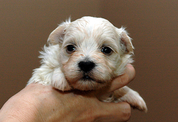 Lilje bichon havanese hvalp hundehvalp bichon havanais hvalpe hundehvalpe