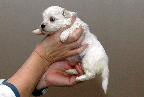 Lilje bichon havanese hvalp hundehvalp bichon havanais hvalpe hundehvalpe