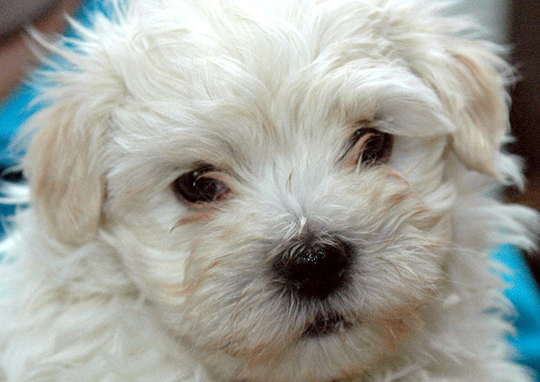 Lilje bichon havanese hvalp hundehvalp bichon havanais hvalpe hundehvalpe