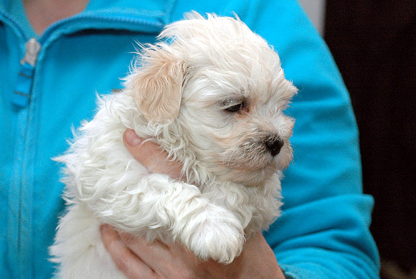 Lilje bichon havanese hvalp hundehvalp bichon havanais hvalpe hundehvalpe