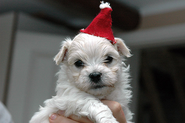 Lilje bichon havanese hvalp hundehvalp bichon havanais hvalpe hundehvalpe