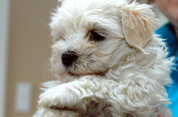 Lilje bichon havanese hvalp hundehvalp bichon havanais hvalpe hundehvalpe
