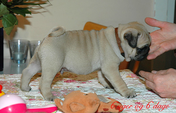 Lion Mops hvalp hundehvalp Mopser hvalpe hundehvalpe
