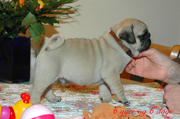 Lion Mops hvalp hundehvalp Mopser hvalpe hundehvalpe