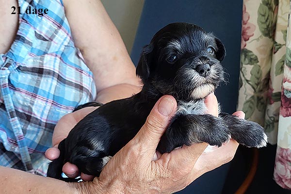 Liona bichon havanese hvalp hundehvalp bichon havanais hvalpe hundehvalpe