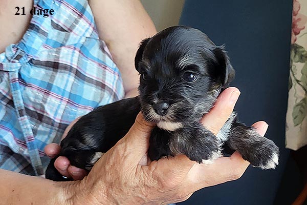 Liona bichon havanese hvalp hundehvalp bichon havanais hvalpe hundehvalpe