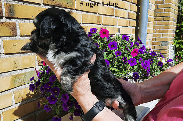 Liona bichon havanese hvalp hundehvalp bichon havanais hvalpe hundehvalpe