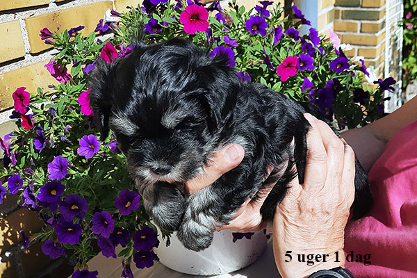 Liona bichon havanese hvalp hundehvalp bichon havanais hvalpe hundehvalpe