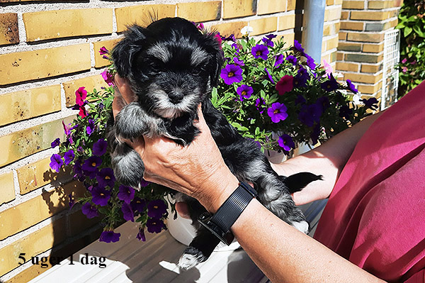 Liona bichon havanese hvalp hundehvalp bichon havanais hvalpe hundehvalpe