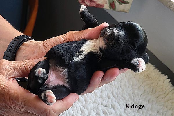 Lissen bichon havanese hvalp hundehvalp bichon havanais hvalpe hundehvalpe