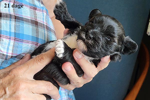 Lissen bichon havanese hvalp hundehvalp bichon havanais hvalpe hundehvalpe