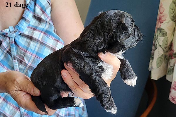 Lissen bichon havanese hvalp hundehvalp bichon havanais hvalpe hundehvalpe