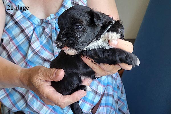 Lissen bichon havanese hvalp hundehvalp bichon havanais hvalpe hundehvalpe