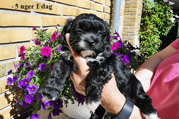 Lissen bichon havanese hvalp hundehvalp bichon havanais hvalpe hundehvalpe