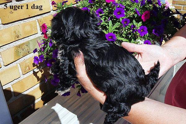 Lissen bichon havanese hvalp hundehvalp bichon havanais hvalpe hundehvalpe