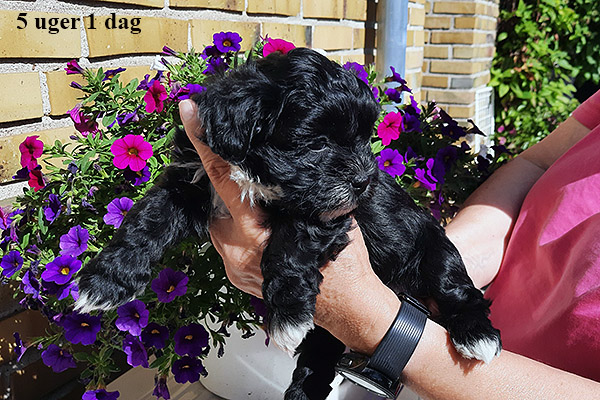 Lissen bichon havanese hvalp hundehvalp bichon havanais hvalpe hundehvalpe