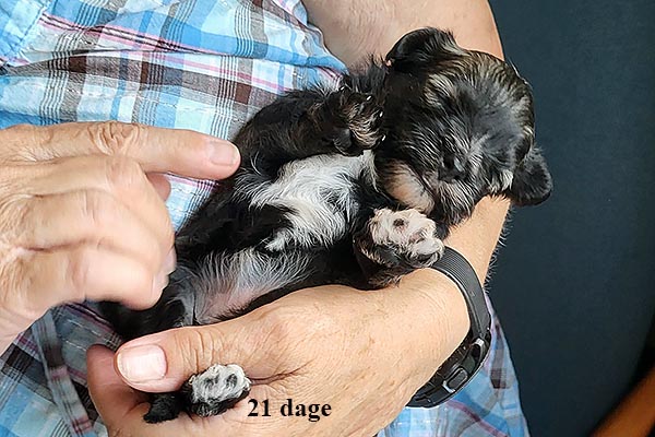 Liva bichon havanese hvalp hundehvalp bichon havanais hvalpe hundehvalpe