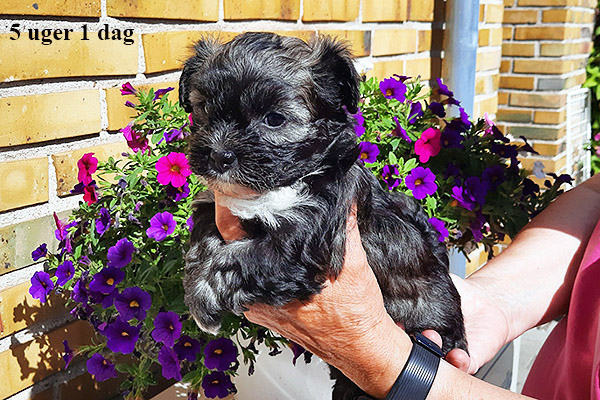Liva bichon havanese hvalp hundehvalp bichon havanais hvalpe hundehvalpe