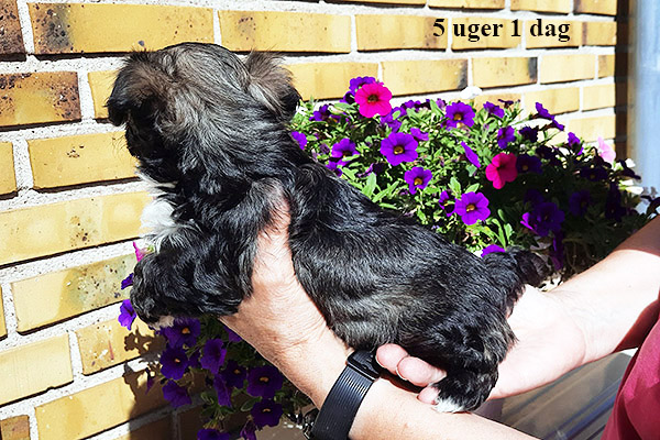 Liva bichon havanese hvalp hundehvalp bichon havanais hvalpe hundehvalpe