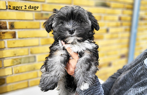 Liva bichon havanese hvalp hundehvalp bichon havanais hvalpe hundehvalpe